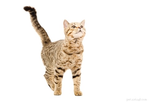 When Do Cats Reach Their Full Size? A Comprehensive Guide