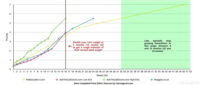 When Do Cats Reach Their Full Size? A Comprehensive Guide