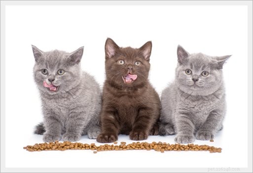 When Do Cats Reach Their Full Size? A Comprehensive Guide