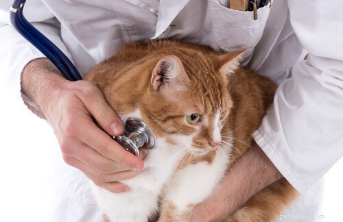 When Do Cats Reach Their Full Size? A Comprehensive Guide