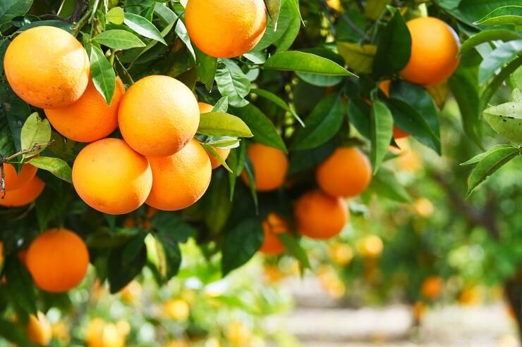 Fruits & Vegetables for Cats: A Trusted Guide for Owners