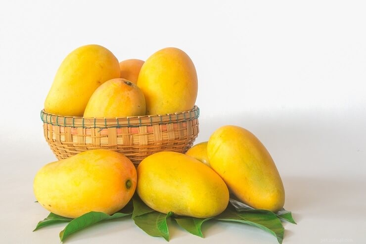 Fruits & Vegetables for Cats: A Trusted Guide for Owners