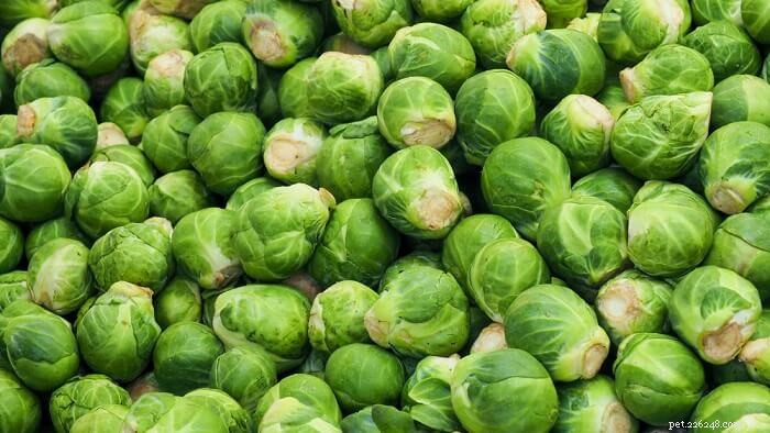 Fruits & Vegetables for Cats: A Trusted Guide for Owners