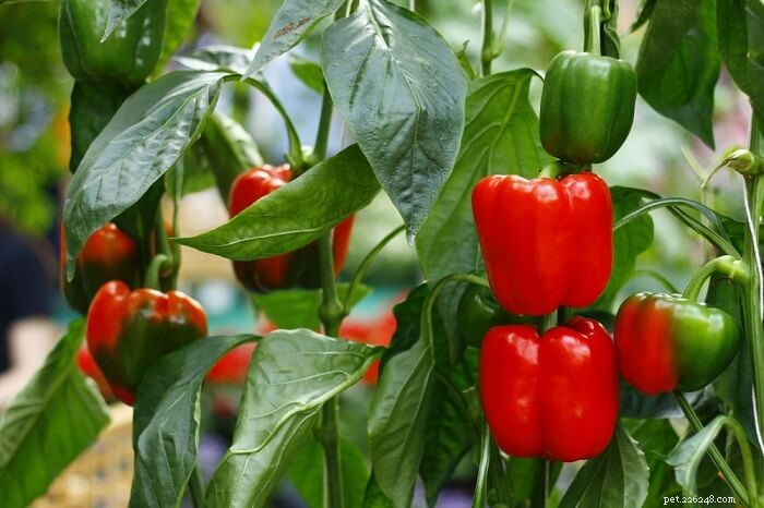 Fruits & Vegetables for Cats: A Trusted Guide for Owners