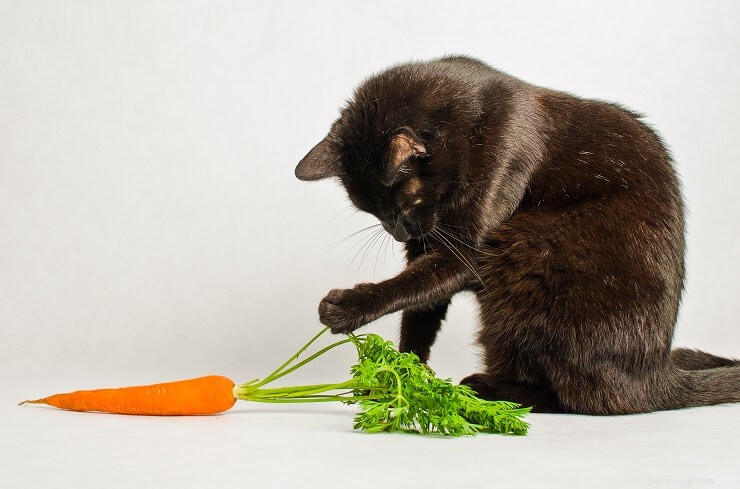 Fruits & Vegetables for Cats: A Trusted Guide for Owners