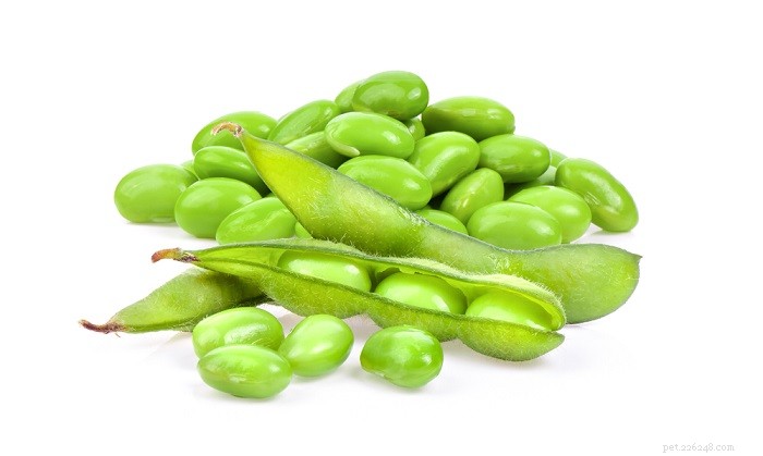 Fruits & Vegetables for Cats: A Trusted Guide for Owners