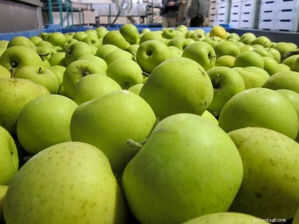 9 Safe Human Foods Your Cat Can Enjoy