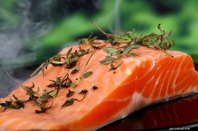 9 Safe Human Foods Your Cat Can Enjoy