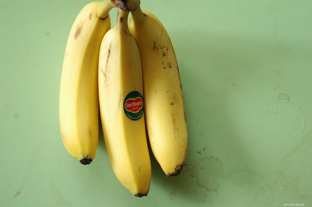 9 Safe Human Foods Your Cat Can Enjoy