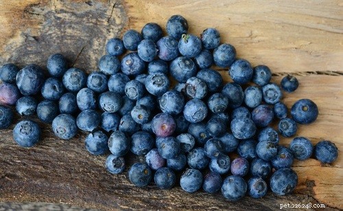 9 Safe Human Foods Your Cat Can Enjoy