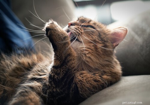 What Causes Your Cat to Itch and Scratch? Expert Guide to Diagnosis and Relief