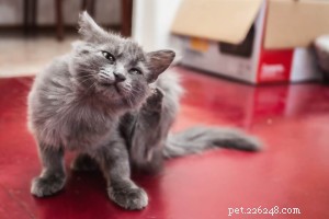 What Causes Your Cat to Itch and Scratch? Expert Guide to Diagnosis and Relief