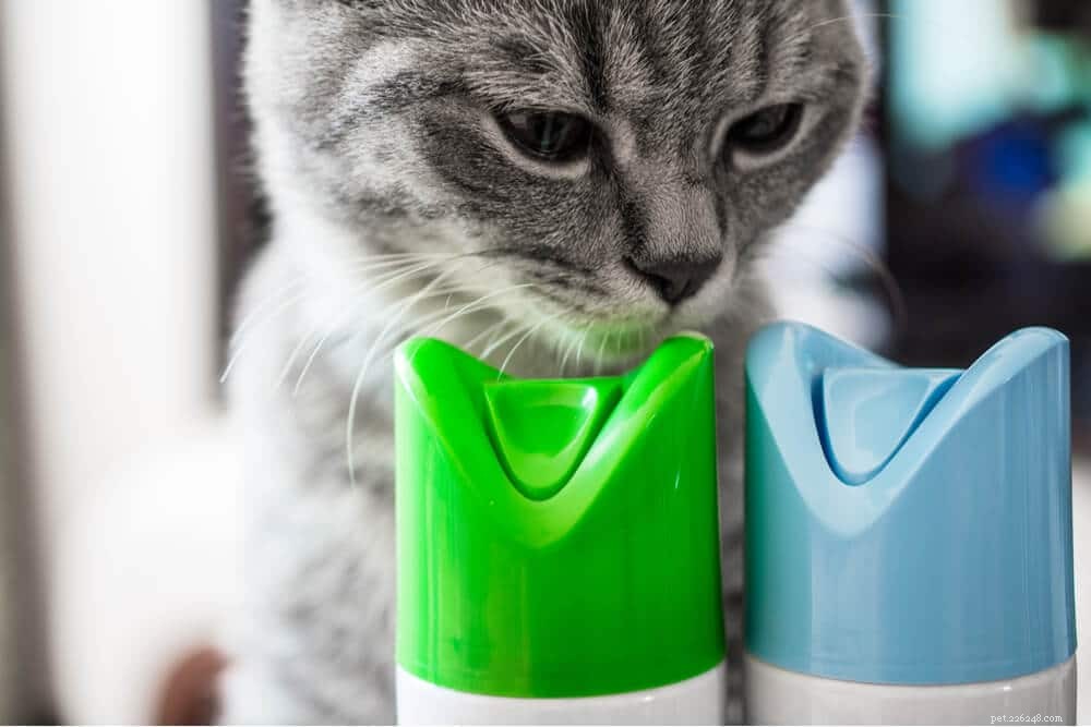 Cat Poisoning Signs: Spotting Symptoms, Causes, and Quick Treatment