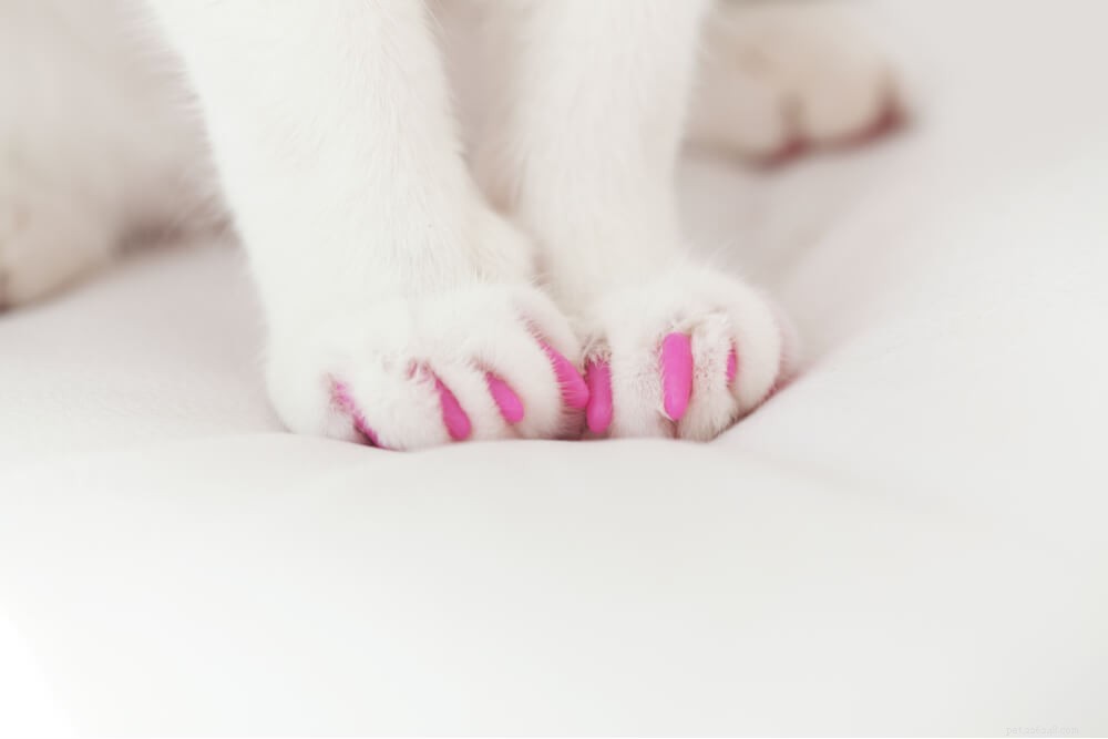 Declawing Cats: Key Facts and Ethical Considerations