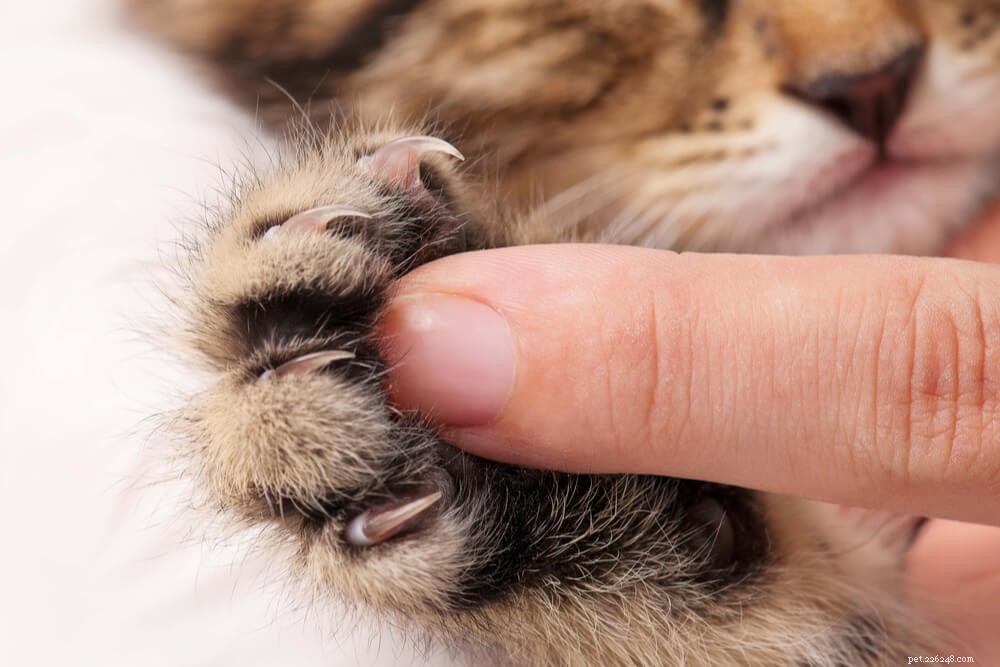 Declawing Cats: Key Facts and Ethical Considerations
