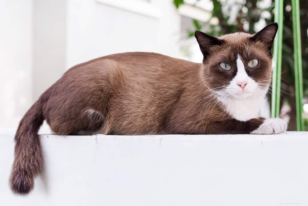 Feline Leukemia: Understanding Causes, Symptoms & Treatment Options