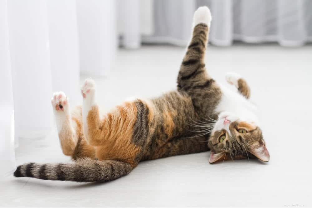 Understanding Cat Heat: Signs, Symptoms, and Proper Care