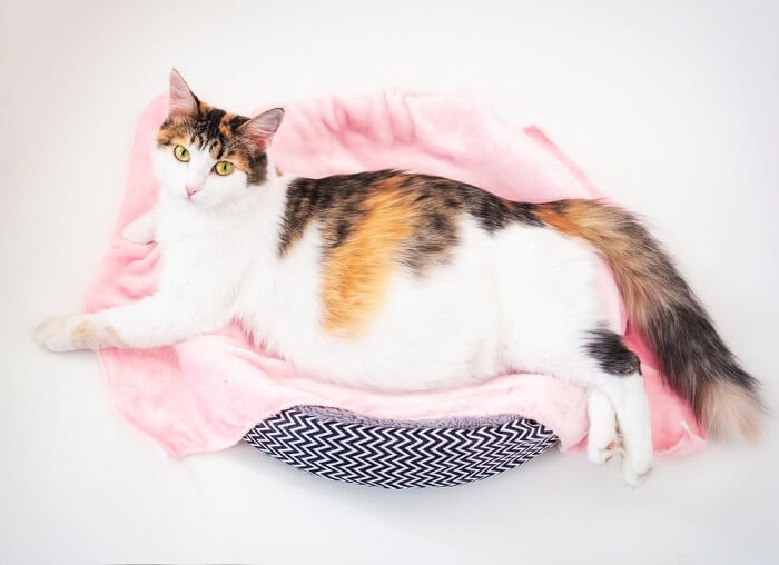 Detecting Cat Pregnancy: Signs, Behaviors & Birth Timeline