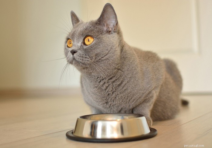 Detecting Cat Pregnancy: Signs, Behaviors & Birth Timeline