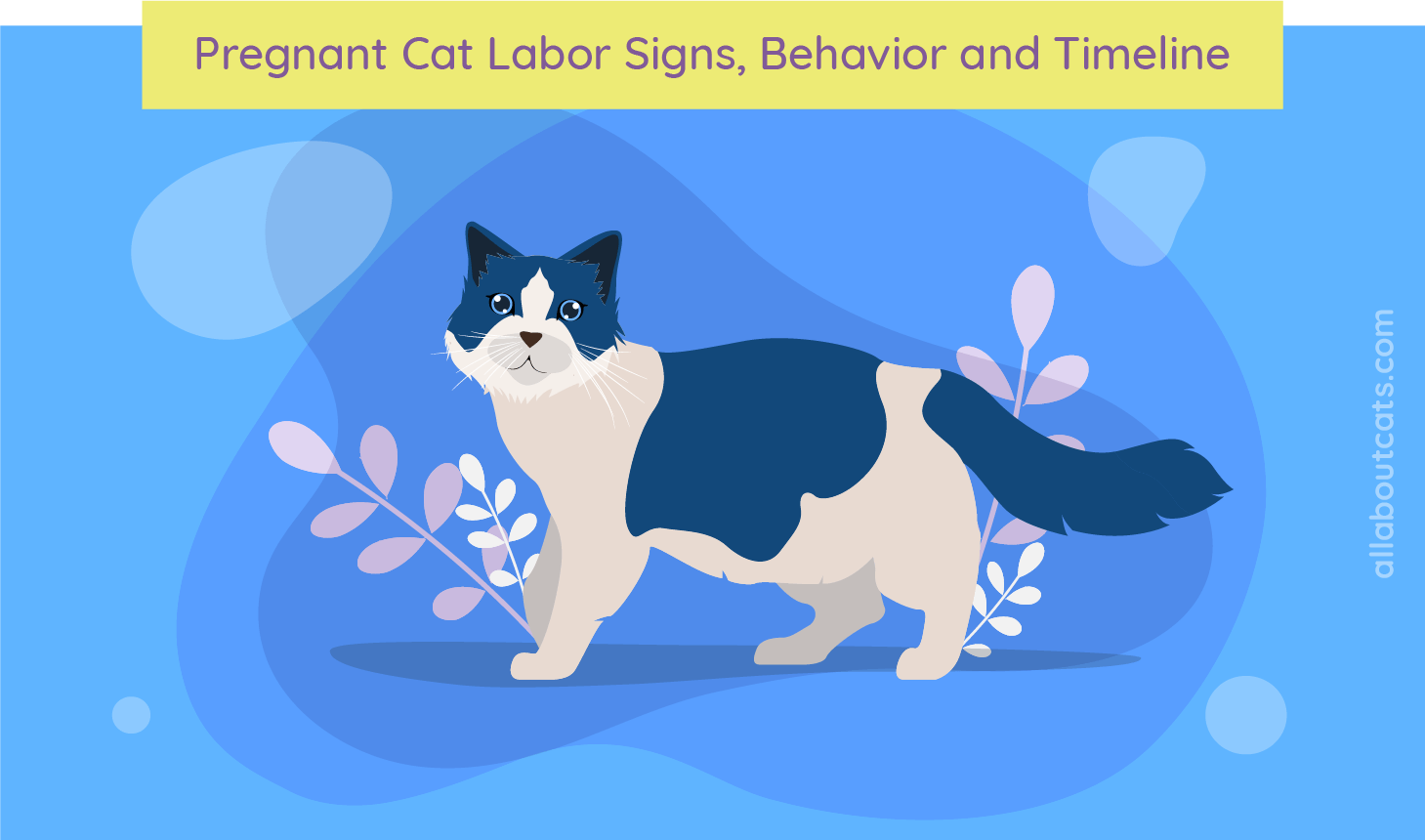 Detecting Cat Pregnancy: Signs, Behaviors & Birth Timeline