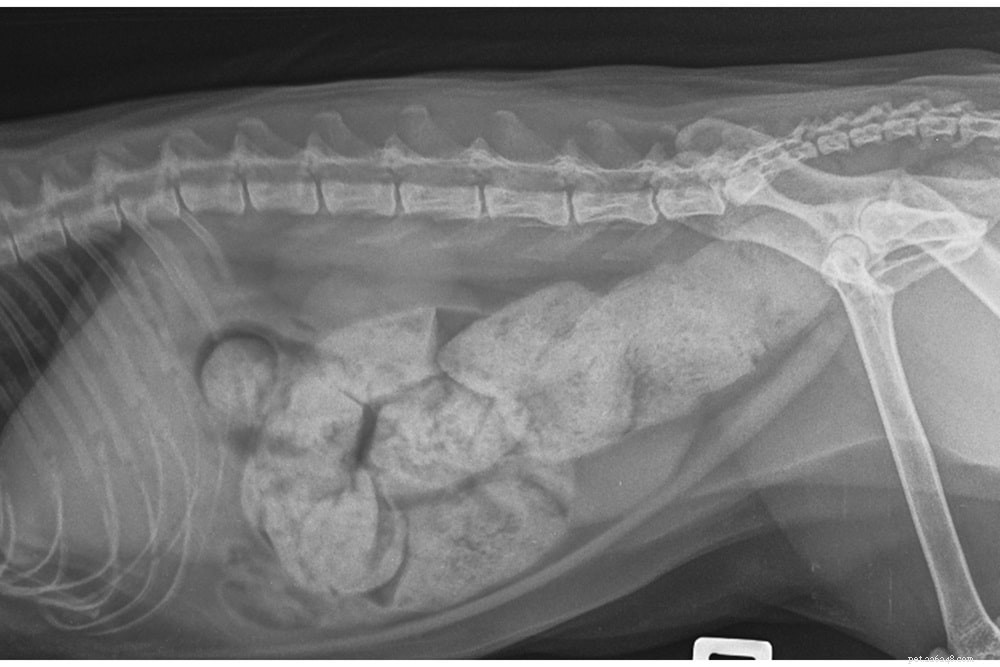 Cat Constipation: Causes, Symptoms, and Effective Treatments