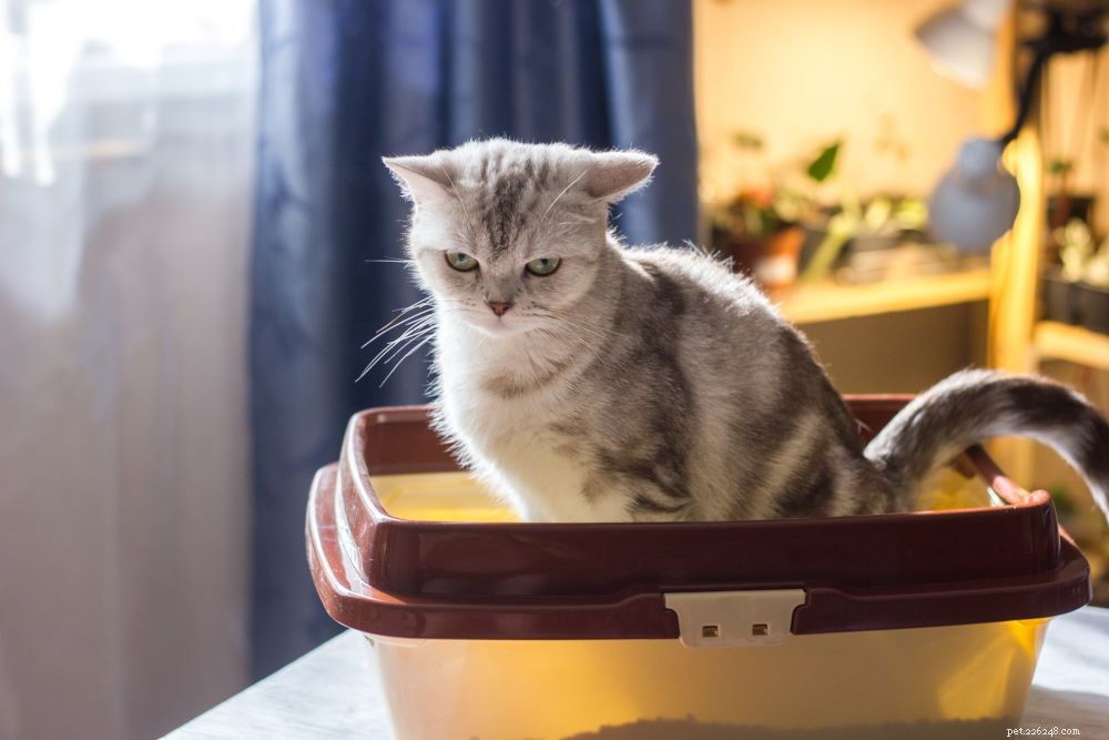 Cat Constipation: Causes, Symptoms, and Effective Treatments