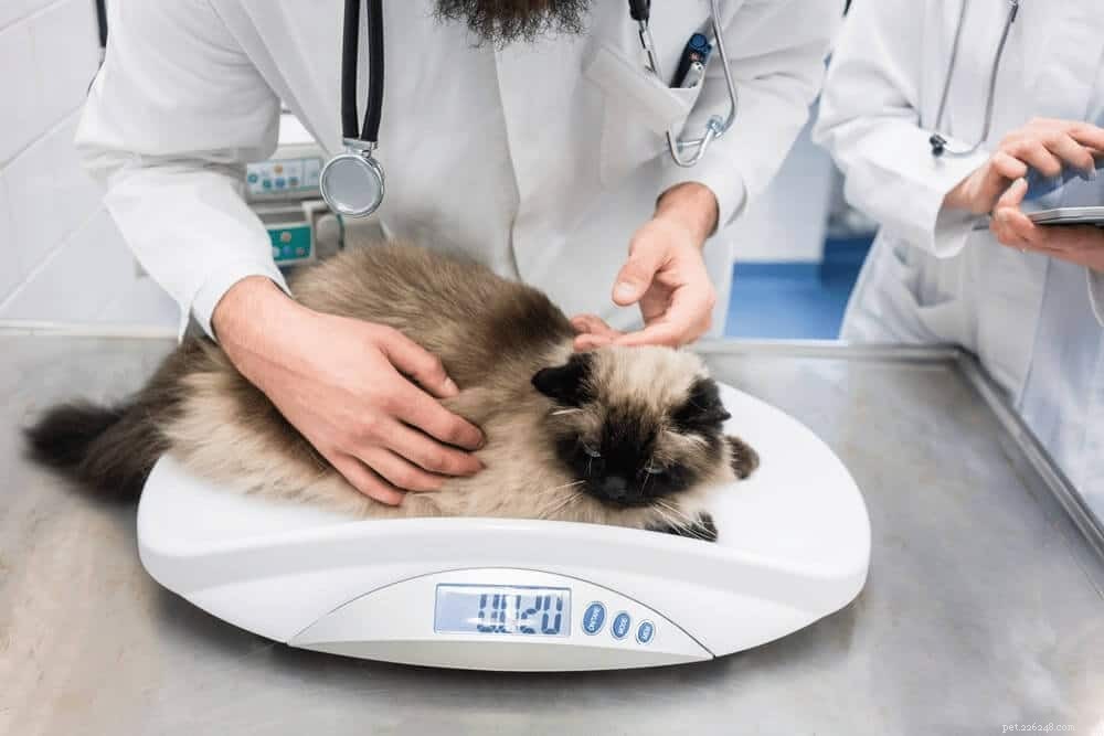 Understanding Feline Obesity: Causes, Symptoms, and Effective Treatments