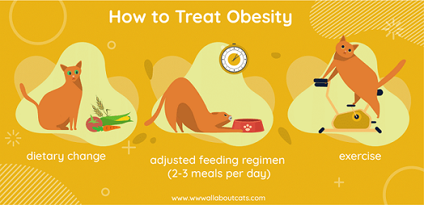 Understanding Feline Obesity: Causes, Symptoms, and Effective Treatments