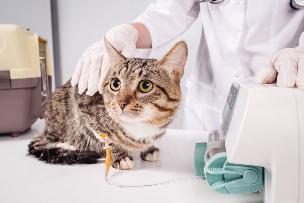 Understanding Feline Distemper (Panleukopenia): Symptoms, Prevention, and Vaccination