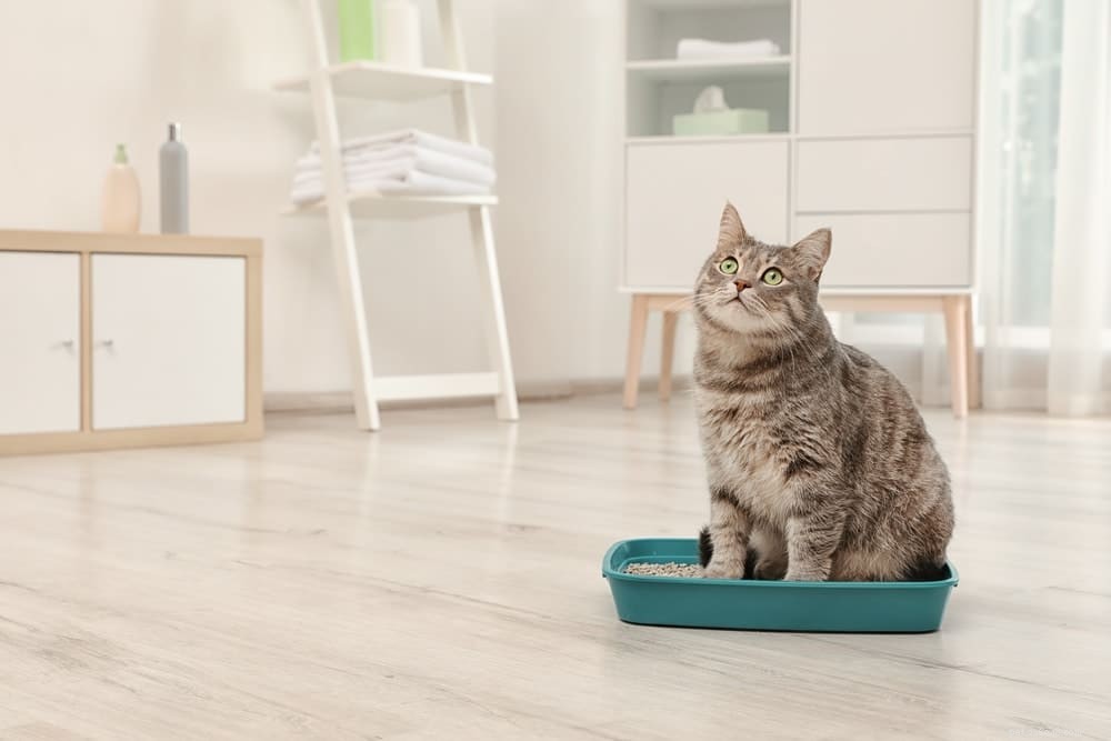 Understanding Cat Urinary Tract Infections: Symptoms, Risks, and Treatment
