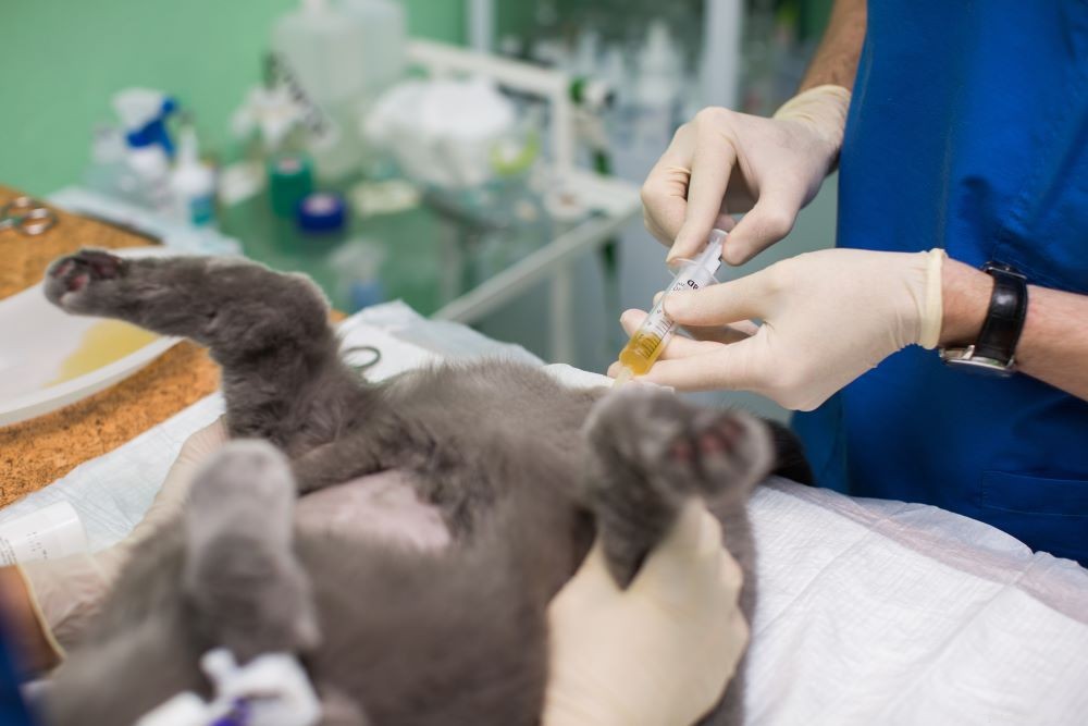 Understanding Cat Urinary Tract Infections: Symptoms, Risks, and Treatment
