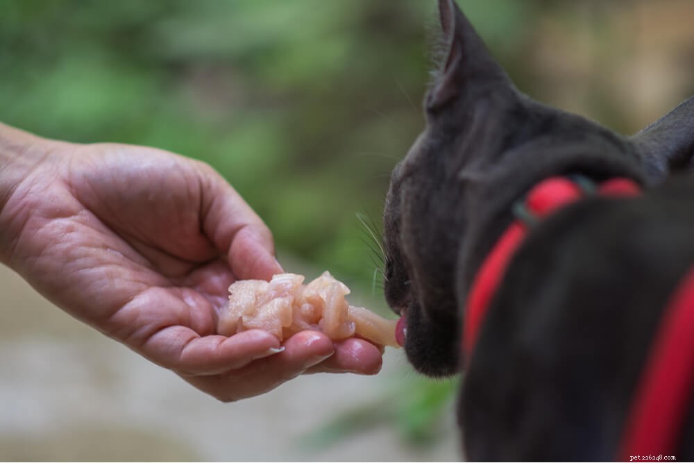 Is Raw Chicken Safe for Your Cat? Expert Guide on Feeding a Balanced Raw Diet
