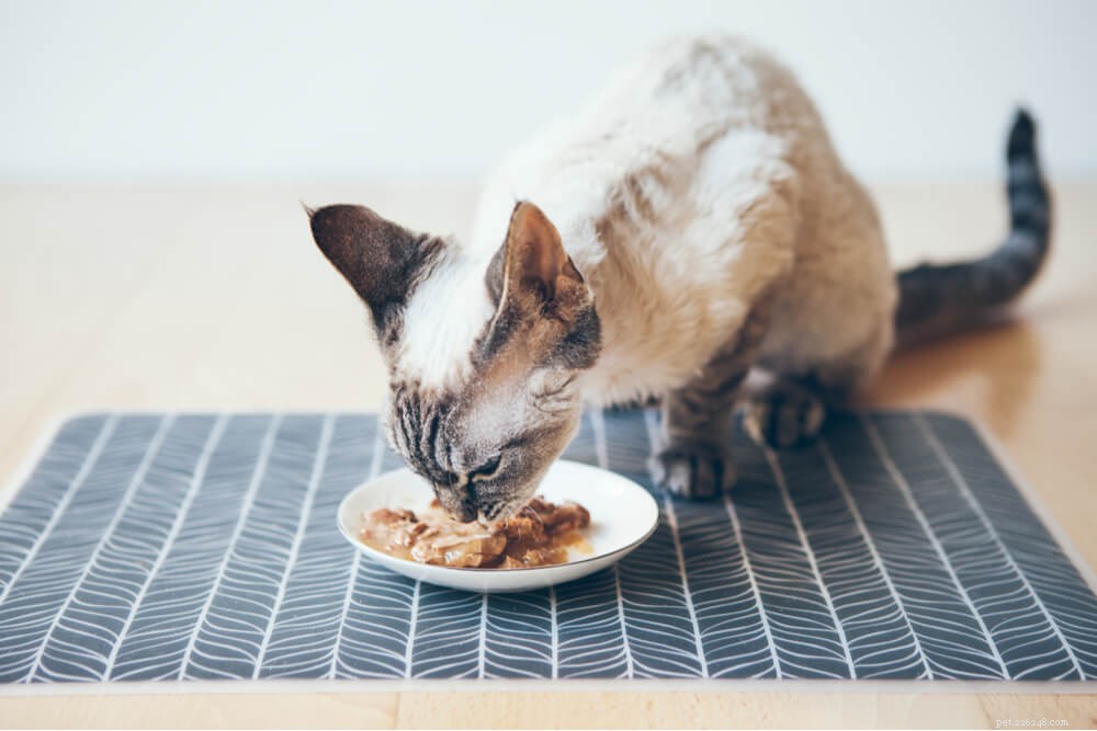 Is Tuna Safe for Your Cat? A Nutritional Guide