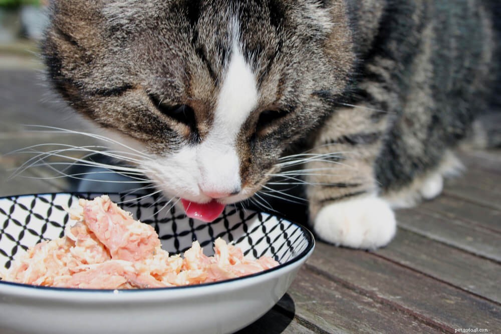 Is Tuna Safe for Your Cat? A Nutritional Guide