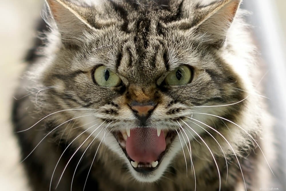Understanding Cat Hissing: Causes, Signs, and How to Respond