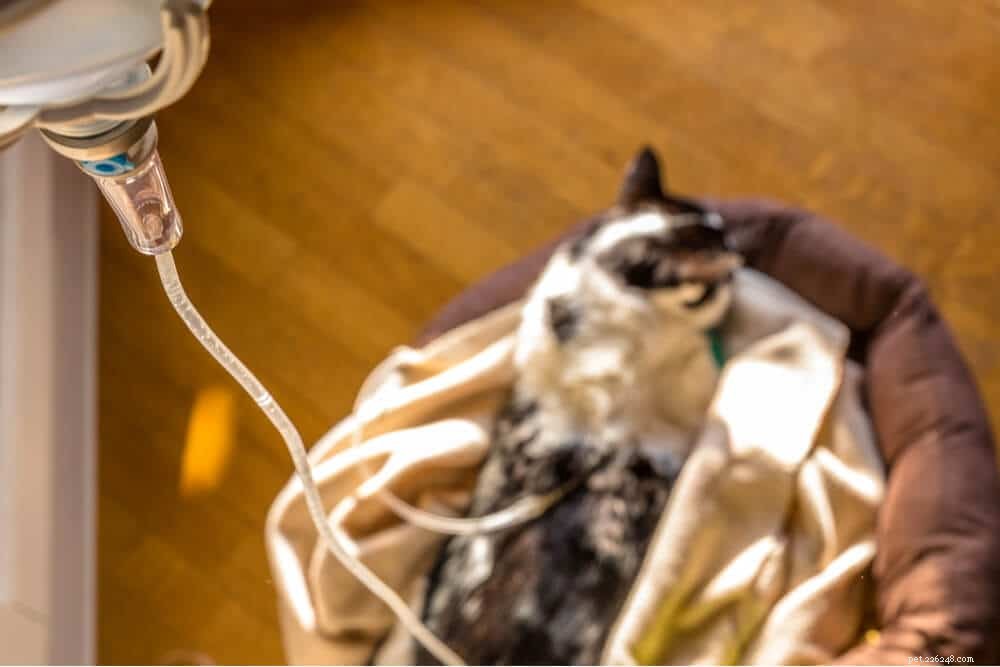 Step-by-Step Guide: Administering Subcutaneous Fluids to Your Cat Safely