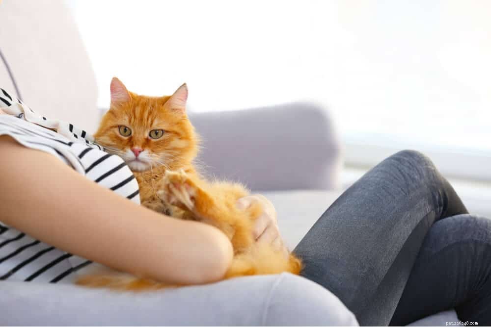 Step-by-Step Guide: Administering Subcutaneous Fluids to Your Cat Safely