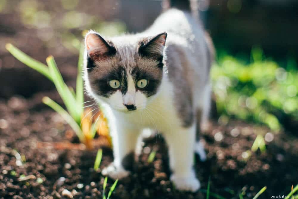 Cat Distemper (Panleukopenia) Vaccine: Schedule, Cost & Side Effects