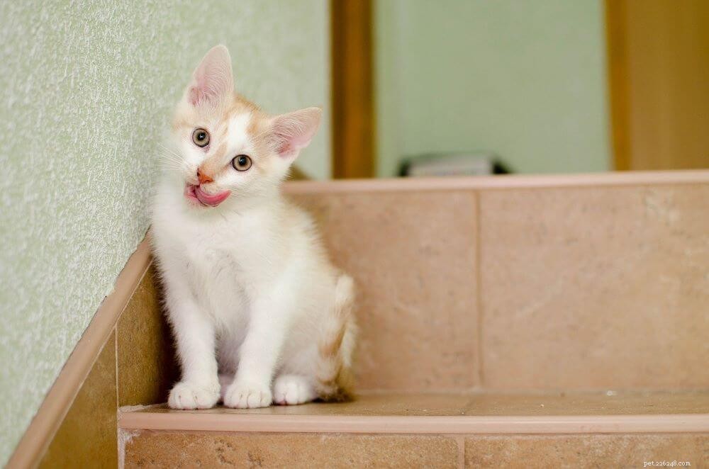 Feline Leukemia Vaccine: Key Facts for Cat Owners