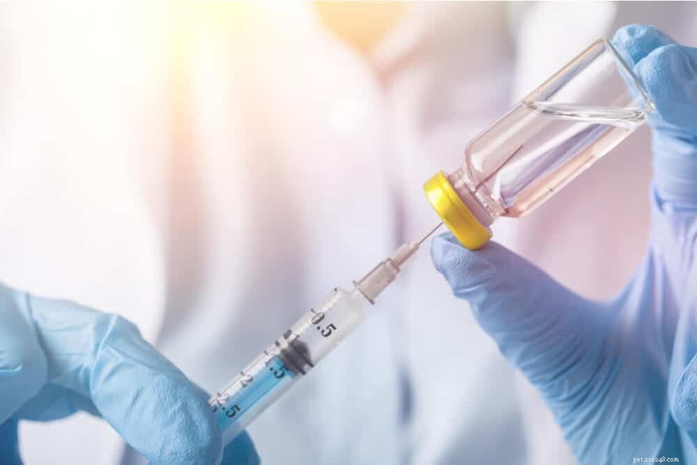 Rabies Vaccine for Cats: Protecting Your Pet and Community