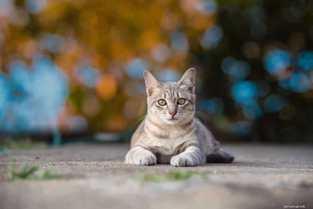 The Complete Guide to Your Cat’s Vaccination Schedule