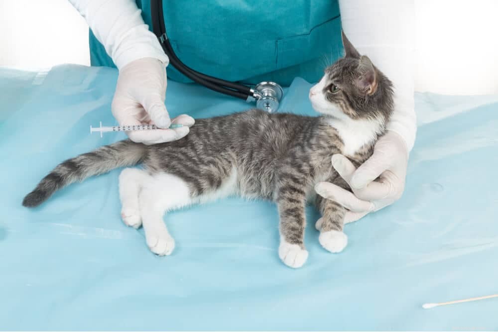 The Complete Guide to Your Cat’s Vaccination Schedule