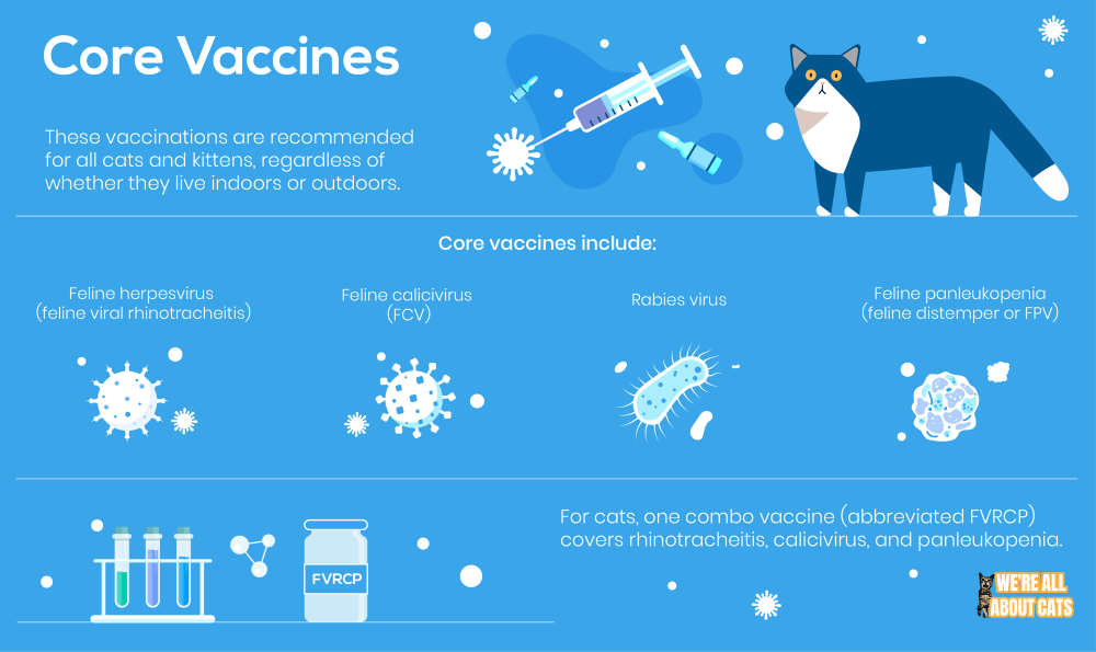 Essential Guide to Cat Vaccinations: Protect Your Pet Today