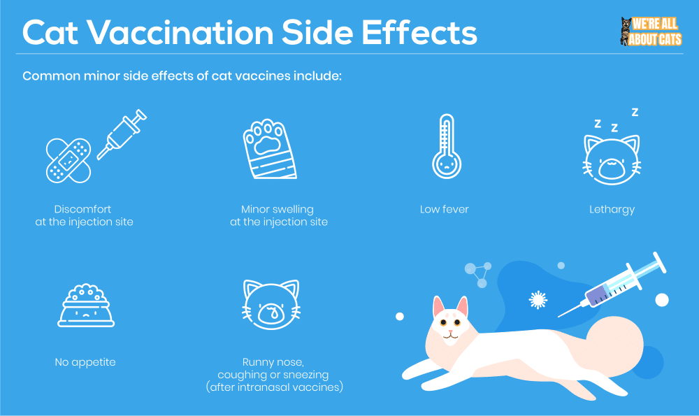 Essential Guide to Cat Vaccinations: Protect Your Pet Today