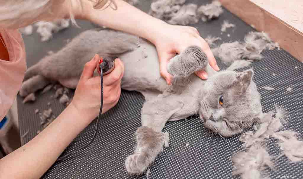 Is Shaving a Cat Safe? Expert Tips on Cat Grooming