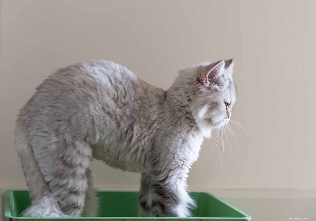 Is Shaving a Cat Safe? Expert Tips on Cat Grooming