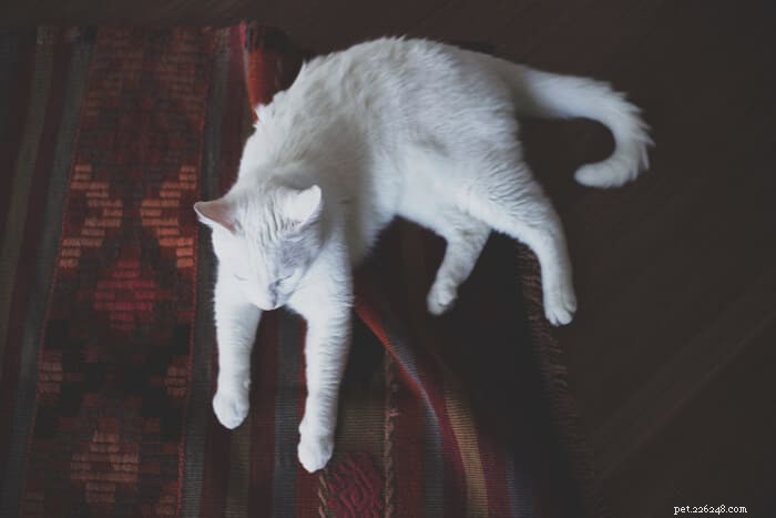 Is Shaving a Cat Safe? Expert Tips on Cat Grooming