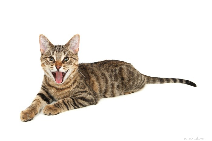 Effective Strategies to Safely Reduce Your Cat’s Weight