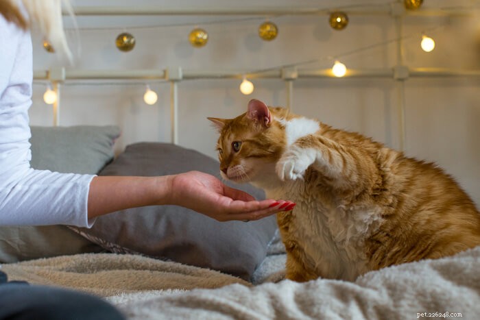 Effective Strategies to Safely Reduce Your Cat’s Weight