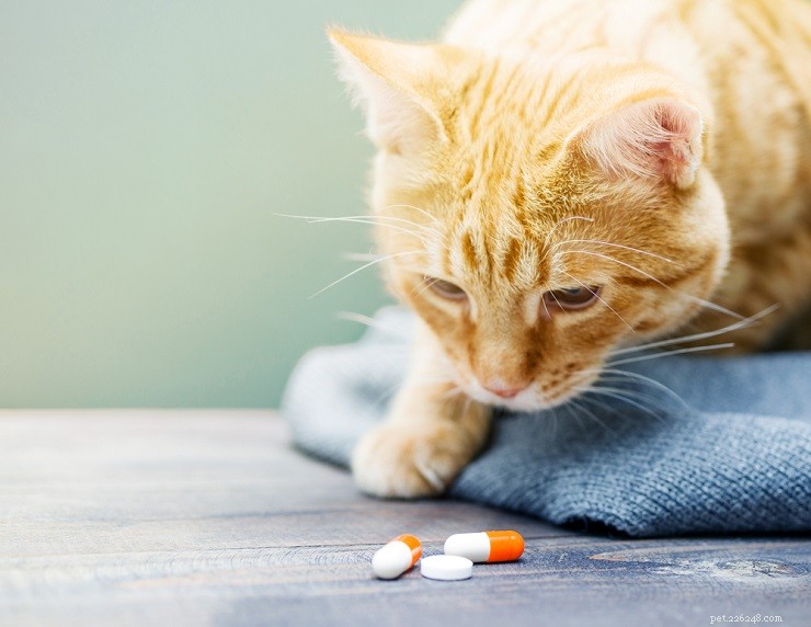 Gabapentin for Cats: Comprehensive Guide to Usage, Safety, and Benefits